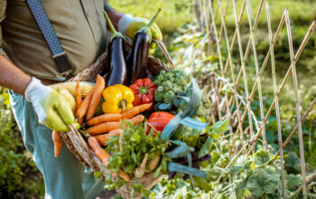 Man holding basket full of freshly picked up vegetables in the garden, close-up