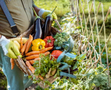 Man holding basket full of freshly picked up vegetables in the garden, close-up